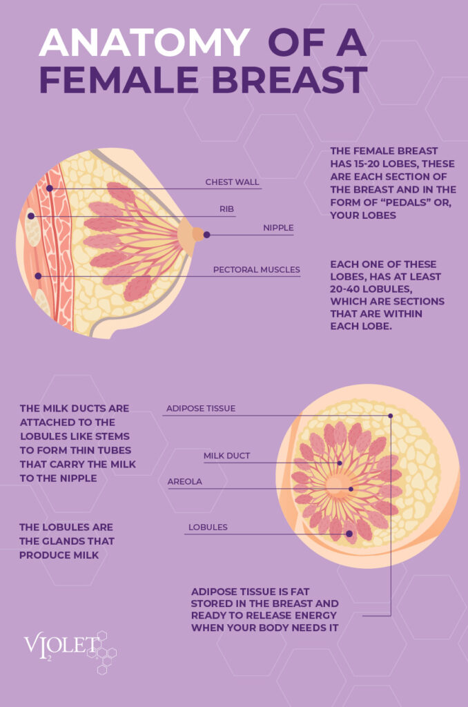 Breast Structure